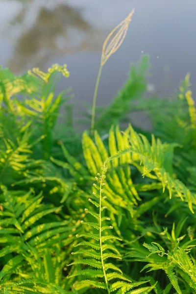 Ferns blanket background on a sunny day at the countryside of Vietnam. Natural dense thickets of beautiful growing ferns in forest. Floral ferns green foliage leaves, rural scene