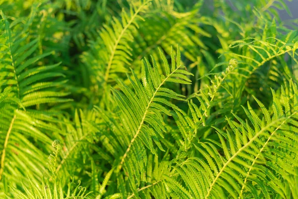 Ferns blanket background on a sunny day at the countryside of Vietnam. Natural dense thickets of beautiful growing ferns in forest. Floral ferns green foliage leaves, rural scene