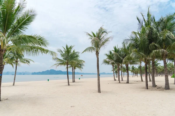 Palm Trees White Sandy Beach Row Limestone Mountains Horizon Background — 图库照片