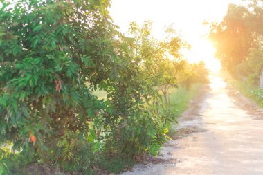 Beautiful sunrise on small concrete pathway next to a rice field in rural town of Thai Binh province, North Vietnam. Peaceful countryside landscape in an Indochina agriculture growing zone