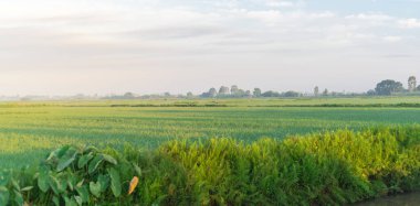 Panorama view rice field, taro leaves and cloud blue sky at the countryside in Thai Binh province, North Vietnam. Peaceful rural town landscape, agriculture growing zone