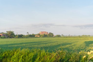 Large template next to rice field under cloud blue sky in rural town of Thai Binh province, North Vietnam. Peaceful countryside landscape in Indochina agriculture growing zone