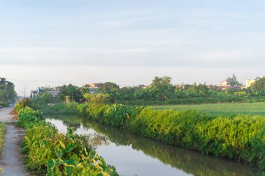 Riverside concrete pathway next to a rice field in rural town of Thai Binh province, North Vietnam. Peaceful countryside landscape in an Indochina agriculture growing zone