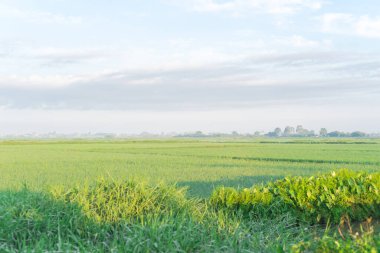 Rice field, taro leaves and cloud blue sky at the countryside in Thai Binh province, North Vietnam. Peaceful rural town landscape, agriculture growing zone