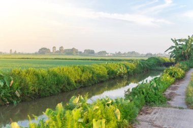 Riverside concrete pathway next to a rice field in rural town of Thai Binh province, North Vietnam. Peaceful countryside landscape in an Indochina agriculture growing zone