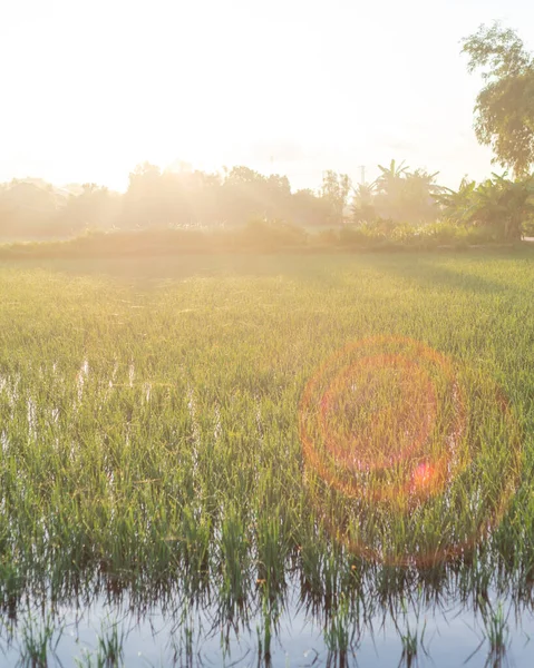 Compact Size Rice Field Sunrise Rural Town Thai Binh Province — Photo