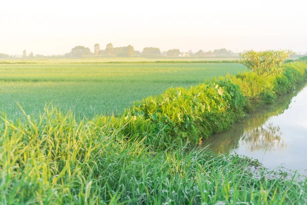 Small Canal River Next Rice Field Early Morning Thai Binh — Fotografia de Stock