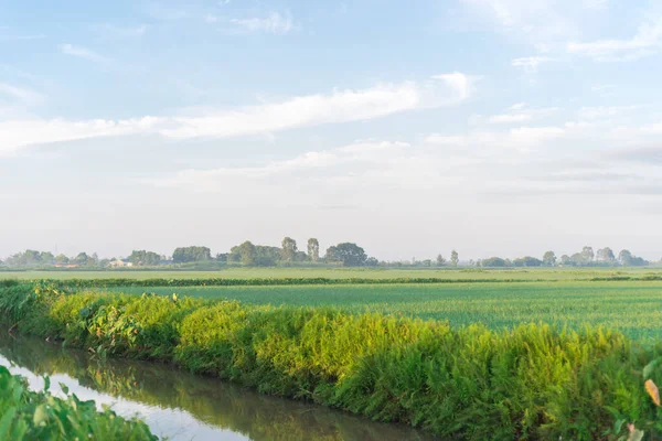 Small canal river next to the rice field at early morning in Thai Binh province, North Vietnam. Peaceful rural landscape with taro leaves, grass and cloud blue sky. Agriculture growing zone