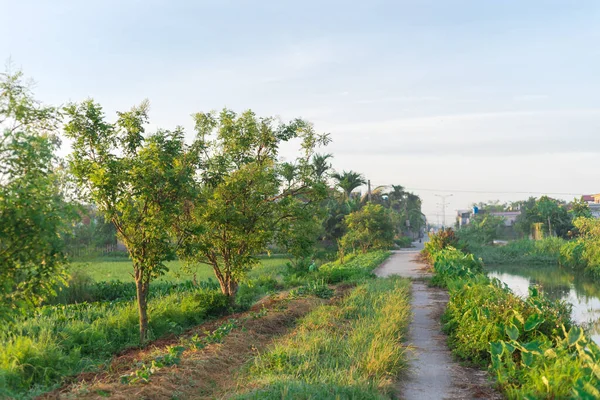 Riverside Concrete Pathway Next Rice Field Rural Town Thai Binh — Photo
