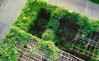 Top view compact backyard garden near concrete drive way and back alley of residential neighborhood in suburbs Dallas, Texas, USA. Luffa (sponge gourd), bitter melon vines growing on trellis, pergola