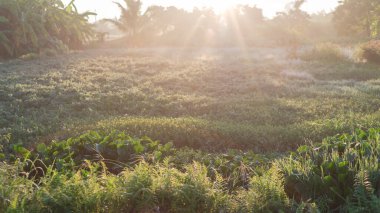 Beautiful rural scene of tropical wetland with water hyacinth plants, ferns, grass and banana trees in background in early morning light with dew. Rural countryside village of Thai Binh, Vietnam