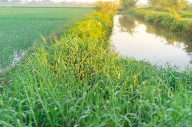 Small canal river next to the rice field at early morning in Thai Binh province, North Vietnam. Peaceful rural landscape with taro leaves, grass and cloud blue sky. Agriculture growing zone