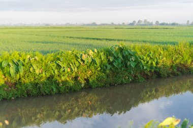 Small canal river next to the rice field at early morning in Thai Binh province, North Vietnam. Peaceful rural landscape with taro leaves, grass and cloud blue sky. Agriculture growing zone
