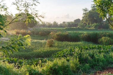Vietnamese farmland mix of trees, rice field, water hyacinth plants and ferns in early morning light with dew in rural countryside of Thai Binh province. Nature background of village life in Indochina