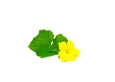 Blooming yellow luffa gourd male flower stalk with fresh green leaf isolated on white background. Homegrown Loofah aegyptiaca cut with clipping path and copy space