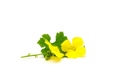 Two blooming yellow luffa gourd male flowers with buds and stalk, green leaf isolated on white background. Homegrown Loofah aegyptiaca fresh cut with clipping path and copy space