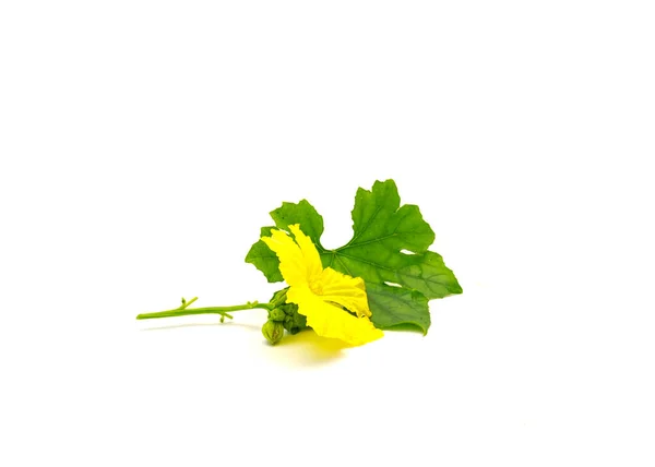 Blossom fresh cut yellow luffa gourd male flower with bud stalk and green leaf isolated on white background. Homegrown Loofah aegyptiaca with clipping path and copy space