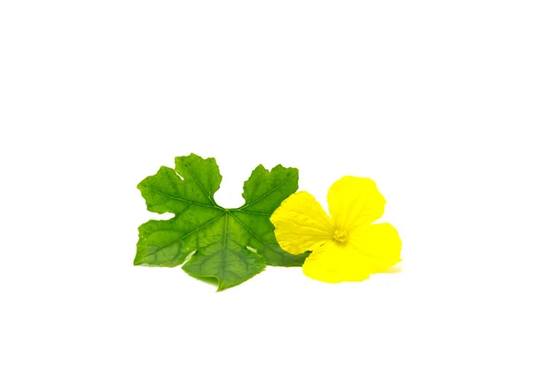 Blooming Yellow Luffa Gourd Male Flower Stalk Fresh Green Leaf — Stock Photo, Image