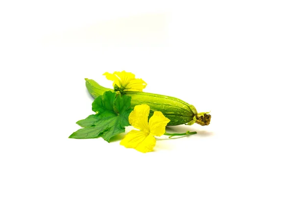 Fresh Cut Homegrown Organic Luffa Leaves Yellow Flower Isolated White — Φωτογραφία Αρχείου