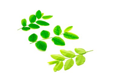 Ön ve arka manzara, Katuk Sauropus çift cinsiyetli, koyu yeşil oval yapraklı, beyaz arkaplandan izole yapraklara sahiptir. Yıldız üzümü, ya da tatlı yaprak, yapraklı sebze gibi büyüyen çalı.