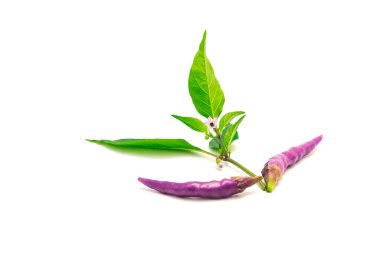 Beyaz arka planda taze yapraklı ve çiçekli iki taze mor Buena Mulata biberi. Ev yapımı menekşe kırmızısı şekilli aile yadigarı süs eşyası ve acı biber.