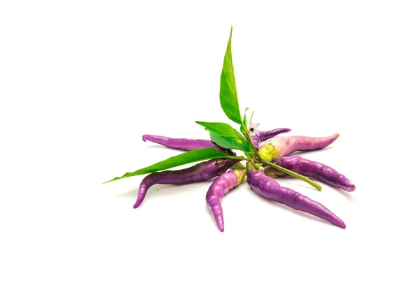 新鮮な収穫のグループ白の背景に隔離された新鮮な葉と花を持つ紫色のブエナ ムラタピーマン 自家栽培のバイオレットカイエンヌ型の生垣飾り 料理用の唐辛子 — ストック写真