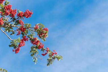Anchorage, Alaska 'da bulut mavisi gökyüzünün altında yeşil yapraklar ve bol miktarda kırmızı böğürtlen bulunan Rowan ağacı veya dağ kül dalını kapatın. Gül familyasından Sorbus ağaçları süs çalıları