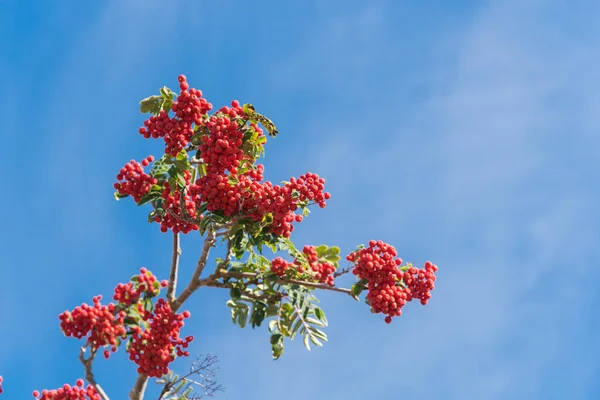 Sluit Rowan Boom Berg Tak Met Groene Bladeren Overvloedig Van — Stockfoto