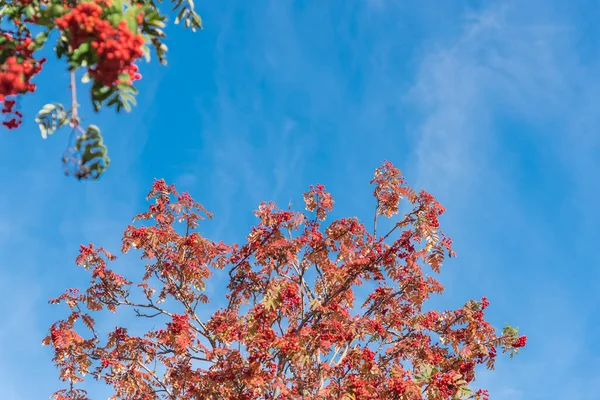 Червоне Зелене Листя Рованового Дерева Або Гірського Попелу Великою Кількістю — стокове фото
