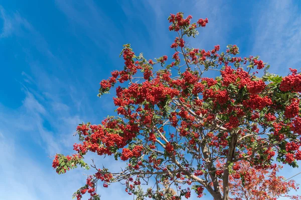 Overvloedige Rowan Boom Bergas Met Lading Rode Bessen Groene Bladeren — Stockfoto