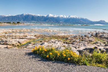 Kaikoura Yarımadası kıyılarında çiçek açan sarı kadife çiçekleri ile Kaikoura Dağları arasında mesafe var.