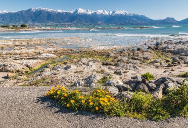 Kaikoura Yarımadası kıyı şeridi karla kaplı Güney Alpleri dağ sırası arka planda, Güney Adası, Yeni Zelanda
