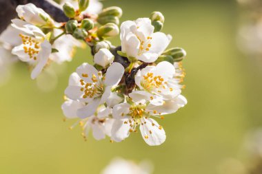 Erikli erik ağacının, yeşil arka planda açtığı beyaz çiçeklerle yakın plan görüntüsü
