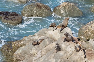 Yeni Zelanda kürk fok kolonisi Kaikoura, Güney Adası, Yeni Zelanda yakınlarındaki kayalıklarda güneşleniyor.