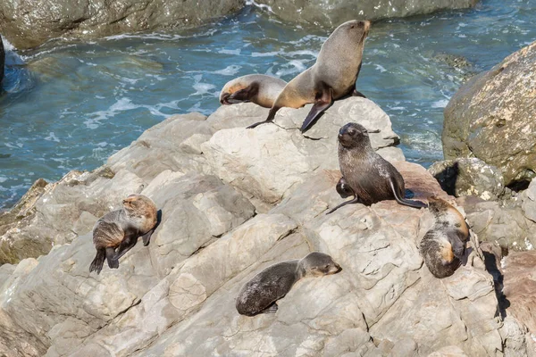 Arctocephalus Forsteri オーストラリアの毛皮のシールコロニー海の岩の上に日光浴 — ストック写真