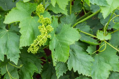 Tomurcuklanan ve çiçek açan sahnedeki asma ve yeşil yaprakların ayrıntıları