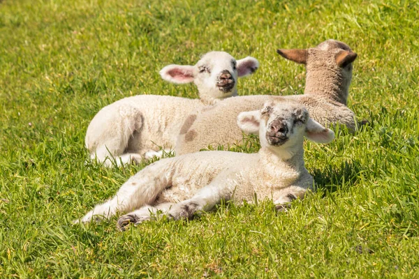 Closeup Three Newborn Lambs Basking Green Grass Meadow — Stock Photo, Image