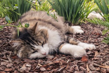 Süslü bahçedeki ağaç kabuğunda uyuyan tekir oyuncak kedinin yakın çekimi.