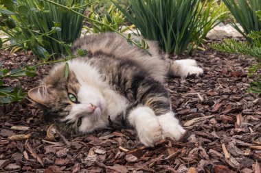 Süslü bahçedeki ağaç kabuğunda yatan uzun saçlı bir oyuncak kedinin yakın çekimi.