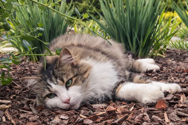 Close Van Een Langharige Tabby Kat Rusten Schors Mulch Siertuin — Stockfoto