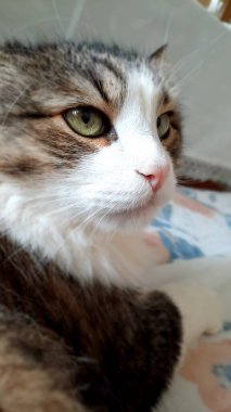 hayvan, kedi, kedi, ev kedisi, kedi surat, kedi kafası, tüylü kedi, kızıl kedi, benekli kedi, şaşırmış kedi, uyuyan kedi, düşünme, duygular