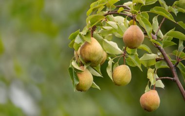 Ağaç dalında yeşil yapraklı armutlar. İki sulu olgun meyve bir armut üzerinde.