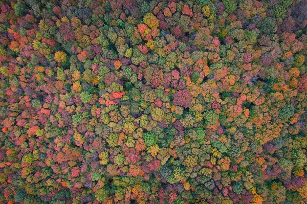 Grüne Und Gelbe Blätter Von Bäumen Herbstwald Von Oben Gesehen — Stockfoto