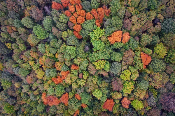Grüne Und Gelbe Blätter Von Bäumen Herbstwald Von Oben Gesehen — Stockfoto