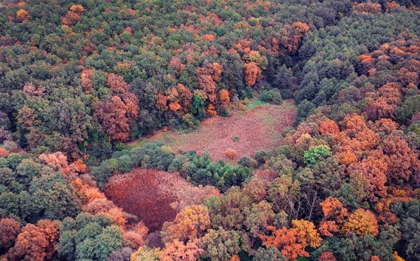 Grüne Und Gelbe Blätter Von Bäumen Herbstwald Von Oben Gesehen — Stockfoto