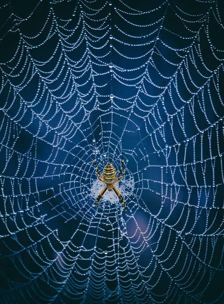Argiope Bruennichi Geelzwarte Spin Haar Spinnenweb Ook Bekend Als Wespenspin — Stockfoto