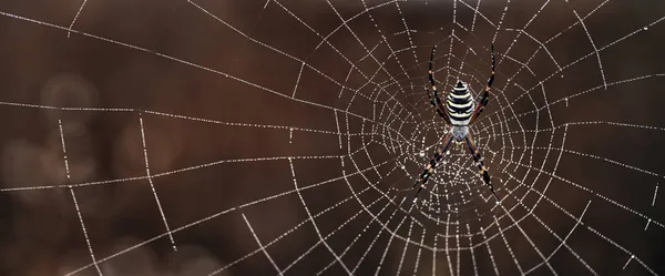 Örümcek Ağında Argiope Bruennichi Sarı Siyah Örümceği Yaban Arısı Örümceği — Stok fotoğraf