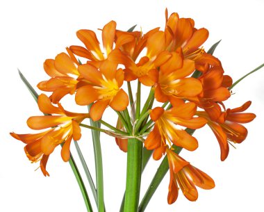 Clivia, büyük turuncu çiçek. Kapalı alanda her zaman yeşil..
