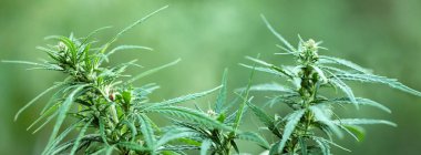 Yüksek kaliteli tıbbi esrar veya marihuana yaprağı