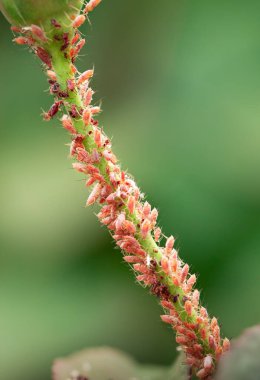 Güllerin üzerinde renkli yaprak bitleri, zararlı bitkiler ve hastalıklar.